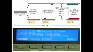 Procedures of PCR Amplifications [upl. by Hunley]