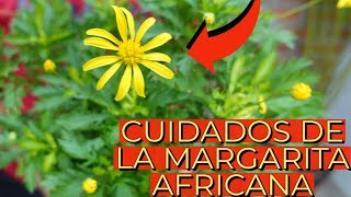 Como Cuidar de una Margarita Africana Amarilla  Aprendiendo a Cuidar [upl. by Agnizn]