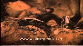 Newly hatched Pythons  Assam India [upl. by Sac367]