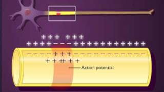 Action potential propagation in an unmyelinated axon [upl. by Gregoor]