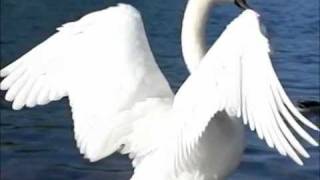 SlowMo Flapping Swans [upl. by Noleta165]