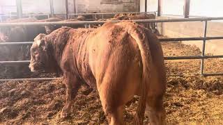 Mbl livestock 0034641282946 [upl. by Riebling]