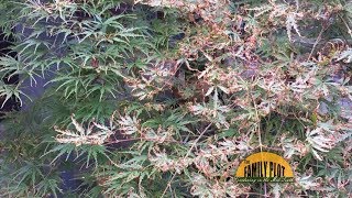 QampA – Why does my Japanese maple have brown curled leaves [upl. by Annohsat]