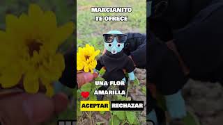 FLORES AMARILLAS 🌻 paz tendencia 21deseptiembre floresamarillas short funny cute love [upl. by Lasser]