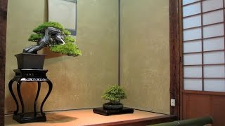 Bonsai gardens in Japan [upl. by Ardnikal]