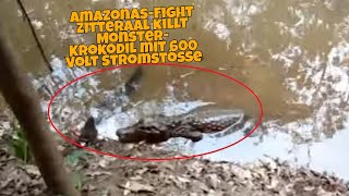 AmazonasFight Zitteraal killt MonsterKrokodil mit 600VoltStromstößen [upl. by Ailey452]