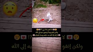 لا أعلم ماذا يرى هذا القط 😢 ولكن 😰😭 لا إله إلا الله سبحانه عدد خلقه ومداد كلماته ❤️‍🩹💌 [upl. by Norrat]