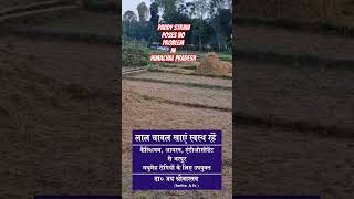 How to observe no problem due to Paddy Straw burning in hillstate shortsvideo paddy straw burning [upl. by Esoryram]