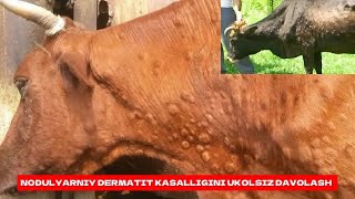 NODULYARNIY DERMATIT KASALLIGINI UKOLSIZ DAVOLASH VA BOSHQA 90 KASALLIKLARGA DAVO QOʻSHIMCHA OZUQA [upl. by Ahsennek848]