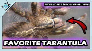 My FAVORITE Tarantula SPECIES  Poecilotheria ornata【Tarantula Molts amp Showcase】 [upl. by Delainey]