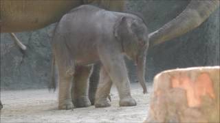 Elefantennachwuchs im Zoo Osnabrück [upl. by Ullyot293]