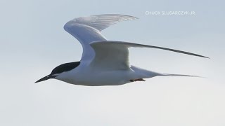 Birdwatchers in Huron discover rare roseate tern [upl. by Heise272]