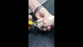 How to trim dogs nails [upl. by Anitan]