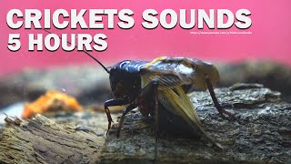 Cricket Chirping Sounds  HQ Audio  Gryllus Stridulation [upl. by Asennav]