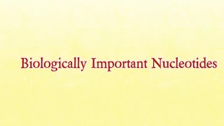 Biologically Important Nucleotides  Biochemistry nucleotides nucleotide [upl. by Nessy]