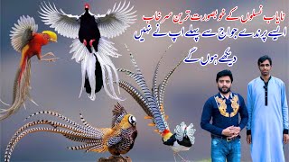 Biggest Pheasant Farm  Reeves Pheasant Golden Pheasant Swinhoe Pheasant Lady Amherst Pheasant [upl. by Eillah]