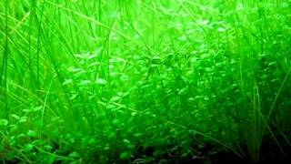 Hemianthus callitrichoides Cuba and dwarf hairgrass in my shrimp tank [upl. by Eelrebmik662]