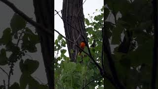 Baltimore Oriole at Magee Marsh birdwatching wildlife nature mageemarsh [upl. by Yelbmik595]