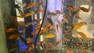 Comet Feeder Goldfish in a Pet Store Aquarium [upl. by Nohsram399]