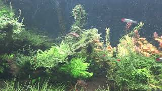 My 250 Ltr planted tank [upl. by Nivanod]