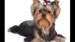 How to potty train a Yorkie yorkie potty training tips [upl. by Asiela]