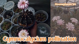 Cactus pollination gymnocalycium cactuscare pollination [upl. by Ained]