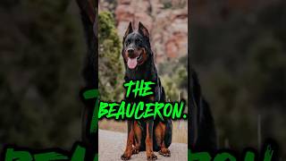 THE BEAUCERON [upl. by Ahsieyk427]