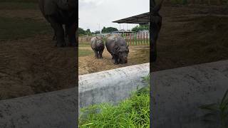 Rhinoceros life video in zooanimals trending [upl. by Arivle]