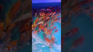 Koi fish fyp foyoupage foryou aquarium koi india [upl. by Ause]