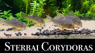 Large Sterbai corydoras in home aquarium [upl. by Thomasa]