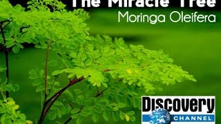 Discovery Channel  Moringa Oleifera [upl. by Lechner]