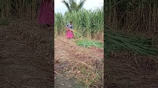 🌾🌾vivasayam vivasayi vivasayanadu farming nature green shorts trending viralvideo [upl. by Ralip]