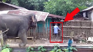 An old man in front of a herd of wild elephants  Numaligarh Elephants corridor [upl. by Della]