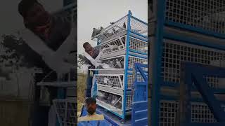 pigeon racingpigeonloft birds oneloftrace farming pigeonracing birdlovers racingpegion vlog [upl. by Mitchel]