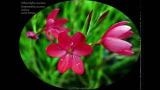 Schizostylis coccinea  De la famille des Iridaceae [upl. by Aleusnoc]