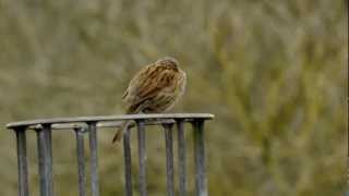 Dunnock singing  Heckenbraunelle singt [upl. by Speroni92]