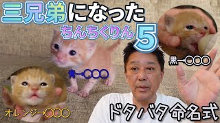 捨て猫だった天使。ちんちくりんな命名式！ 新しい名前とこれからの希望 [upl. by Tahpos452]