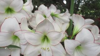 Picotee Amaryllis in Bloom [upl. by Merlin]