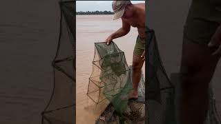 Flood season catch fish at river fishingvideo fishing fish floodseason reels shorts [upl. by Itraa]