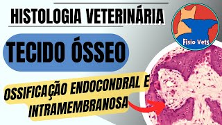 Ossificação Endocondral e Intramembranosa  Histologia veterinária [upl. by Enahpets]