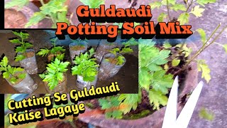 ll Guldaudi Potting Soil Mix l Cutting Se Guldaudi Kaise Lagaye ll greenandgardening3562 [upl. by Ingeborg987]