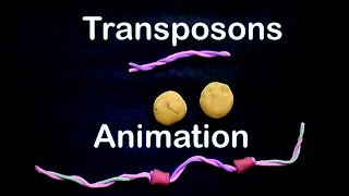 Transposons  cut paste transposons [upl. by Sanger]