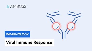 Immune Response to Viruses How the Body Reacts [upl. by Anavas]