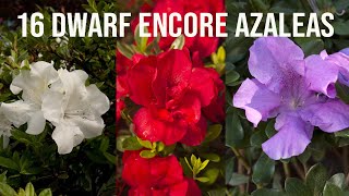 🌺16 Dwarf Encore® Azaleas [upl. by Neenahs325]