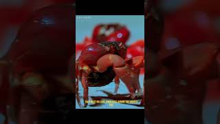 The red crab  universeofmusic animals documentary animalworldlife [upl. by Sacul]