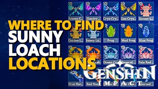 Sunny Loach Genshin Impact Locations [upl. by Lupee]