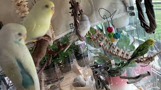 Budgies explore their new aviary ladder swing [upl. by Monson267]