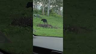 Sloth Bear in Masinagudi  Mudhumalai road ooty travel sloth wildlife trending [upl. by Russel]