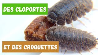 Des cloportes qui mangent des croquettes pour chat insectes nature [upl. by Mehelhteb]