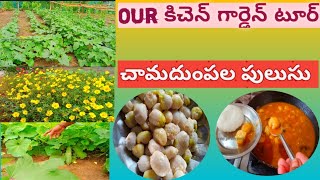 మా గార్డెన్ లోని బీర పాధులకి పందిరి వేసాము first birakaya కాచింది చామదుంపల gravy కర్రీ [upl. by Michi]